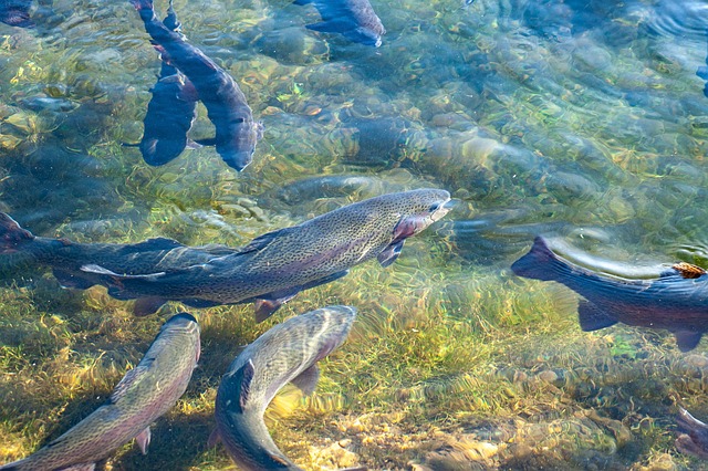 Fischzucht Teichbau Teichreinigung24 Berlin Brandenburg Oranienburg Nauen Schöneiche Erkner