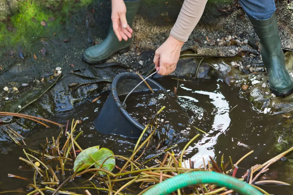 Zwei Fachkräfte entfernen Teichschlamm aus einem verwachsenen Gartenteich