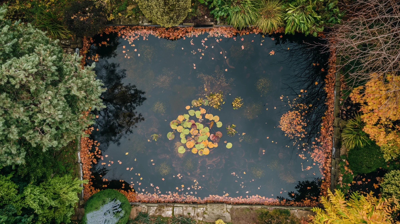 Draufsicht auf einen Gartenteich im Herbst mit vielen bunten Blättern auf der Wasseroberfläche
