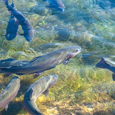 Fische im klaren Teichwasser mit Sicht auf Grund und Pflanzen