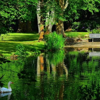 Parkteich mit Spiegelung, Bank und Gans im Wasser